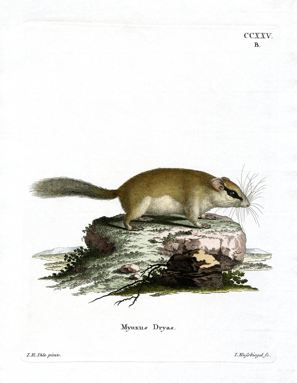 Ghiro dei boschi da German School