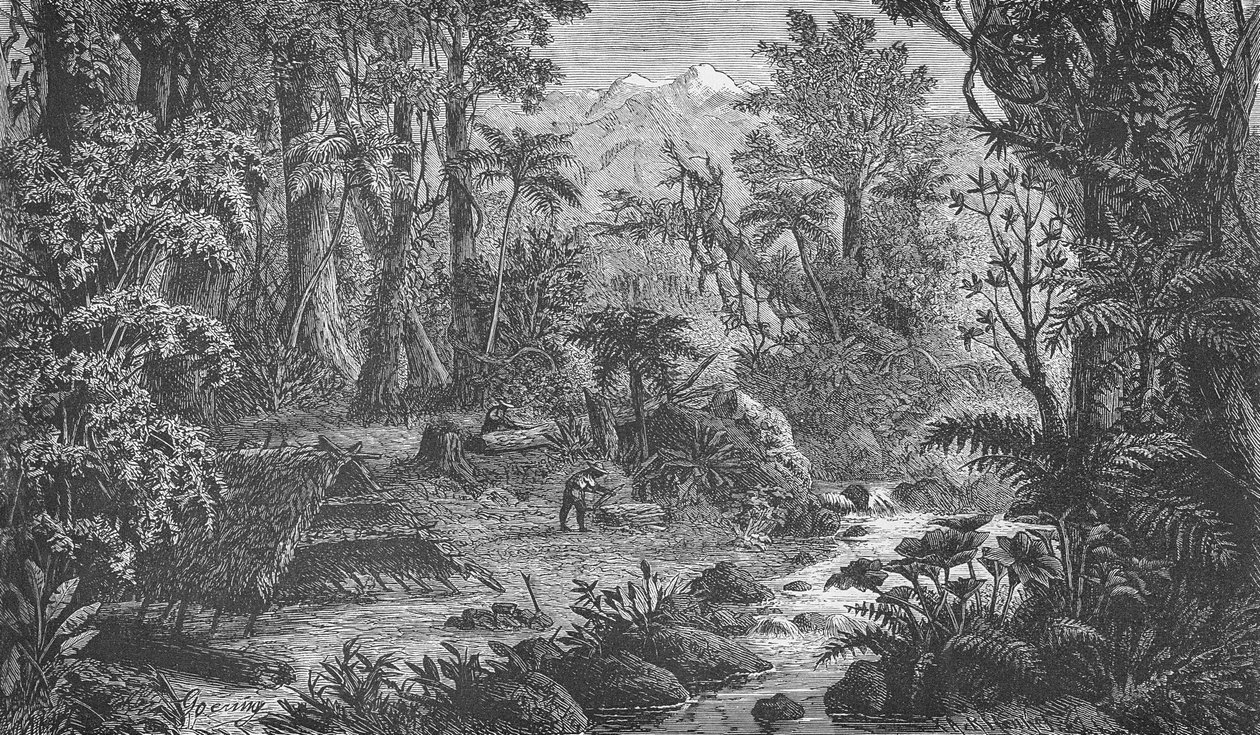 Scena forestale in India da German School