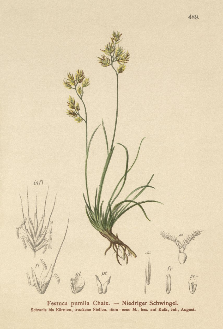 Festuca pumila da German School