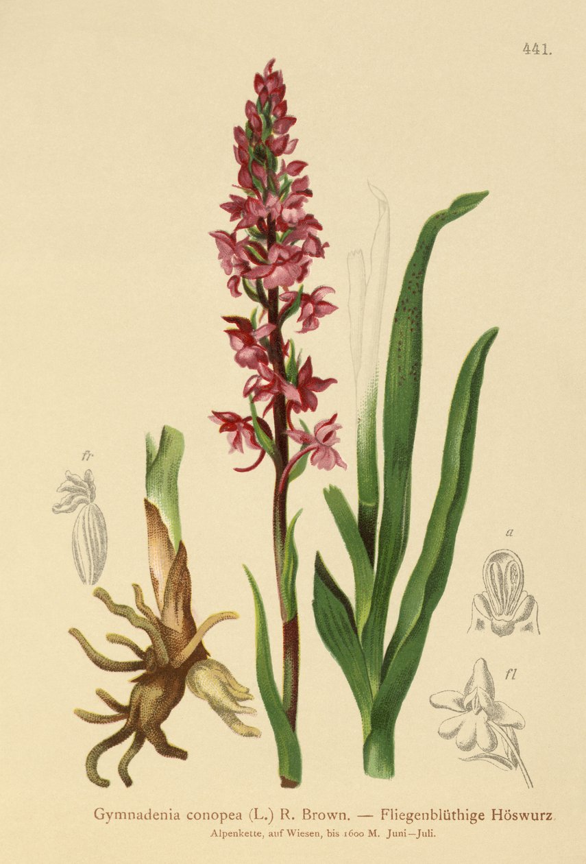 Gymnadenia conopea da German School