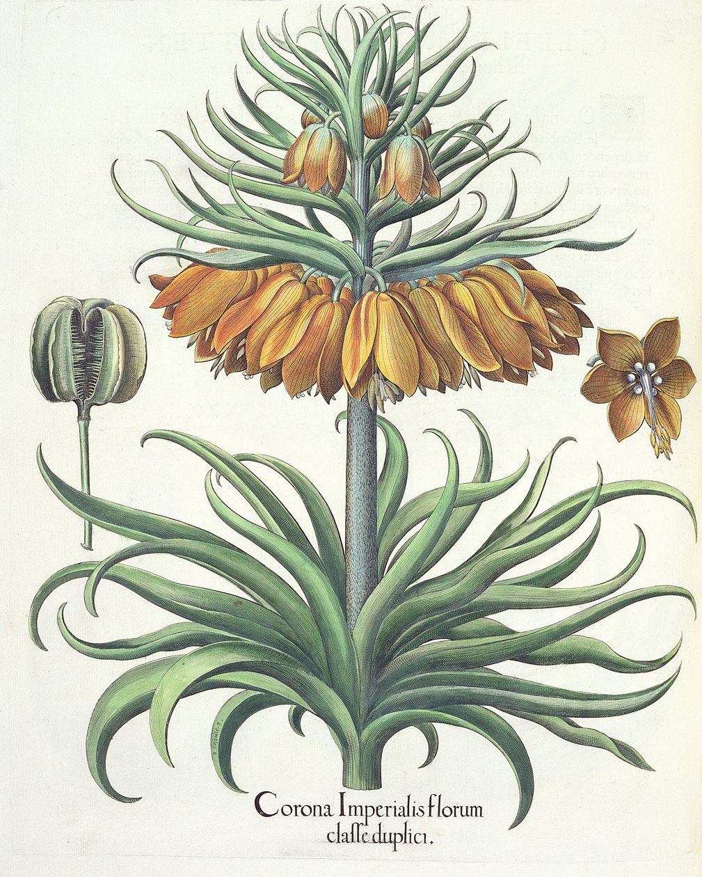 Fritillaria: Corona Imperialis, dal Hortus Eystettensis di Basil Besler, pub. 1613 da German School