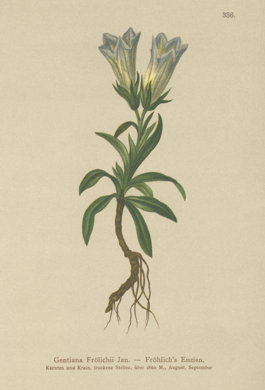 Genziana di Froelich (Gentiana Froelichii) da German School