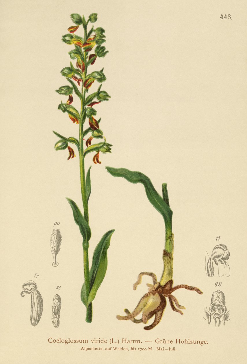 Coeloglossum viride da German School