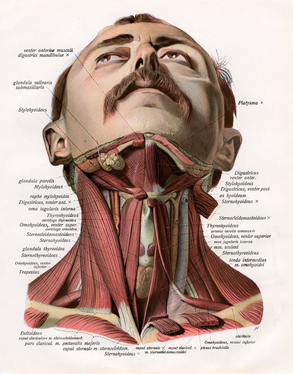 Vista frontale dei muscoli e delle ghiandole del collo umano da German School
