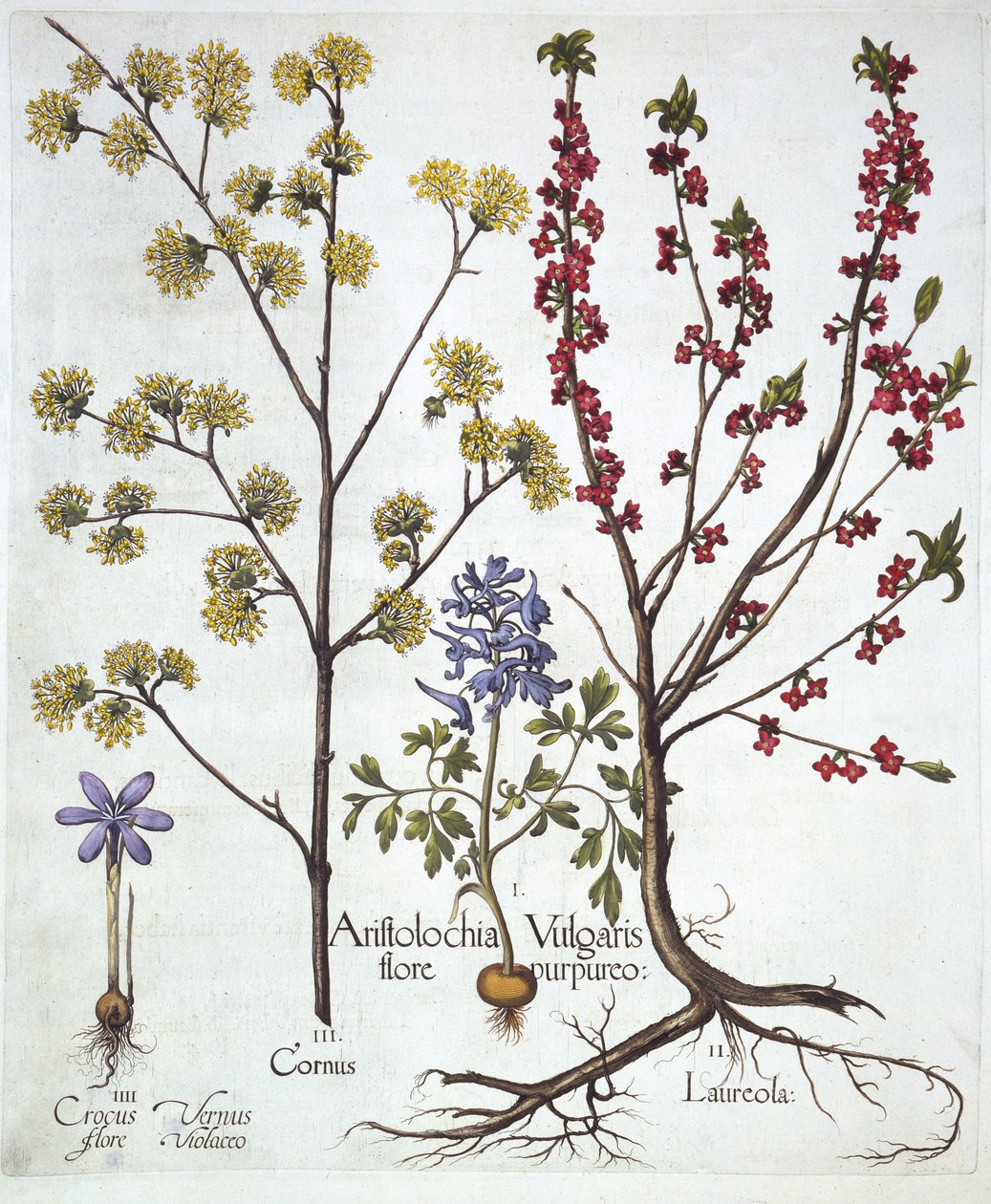 Fumaria, dafne mezereo, corniolo e croco primaverile, da Hortus Eystettensis, di Basil Besler, pub. 1613 da German School