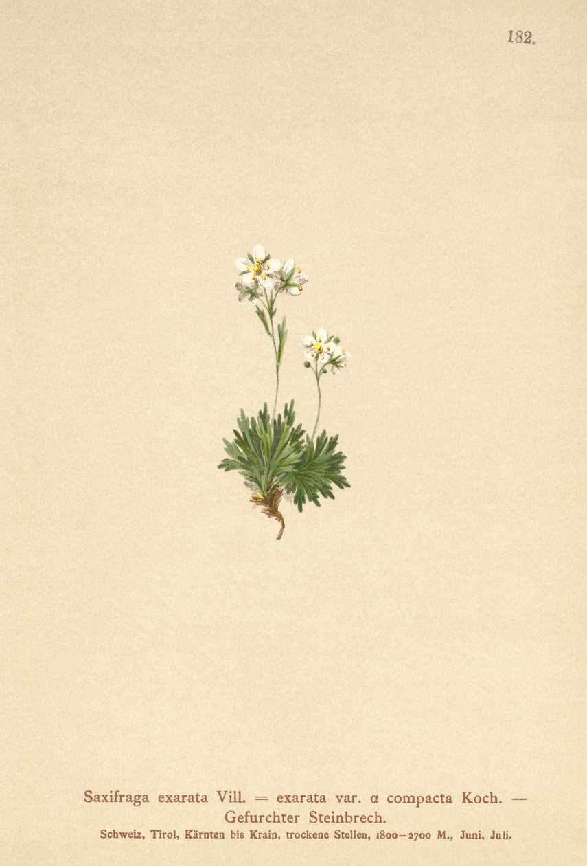 Sassifraga solcata (Saxifraga exarata, Saxifraga exarata var. compacta, Saxifraga exarata ssp. moschata) da German School
