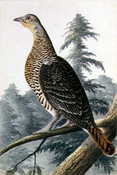 Uccello selvatico, c.1740 da German School