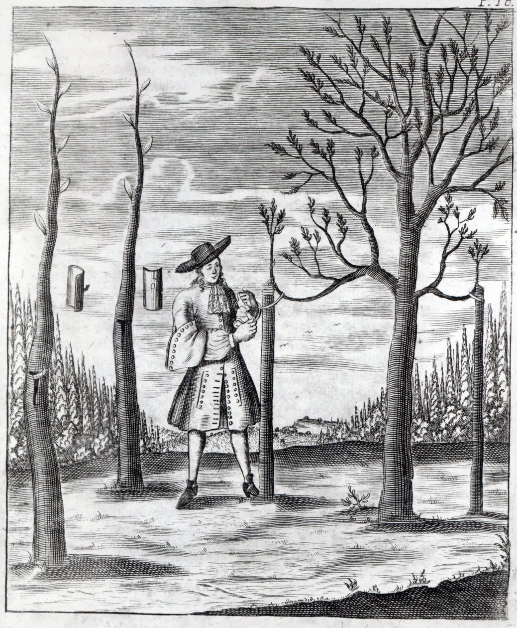 Giardinaggio e malattie delle piante, un