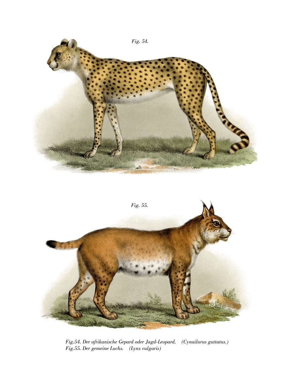 Ghepardo, 1860 da German School