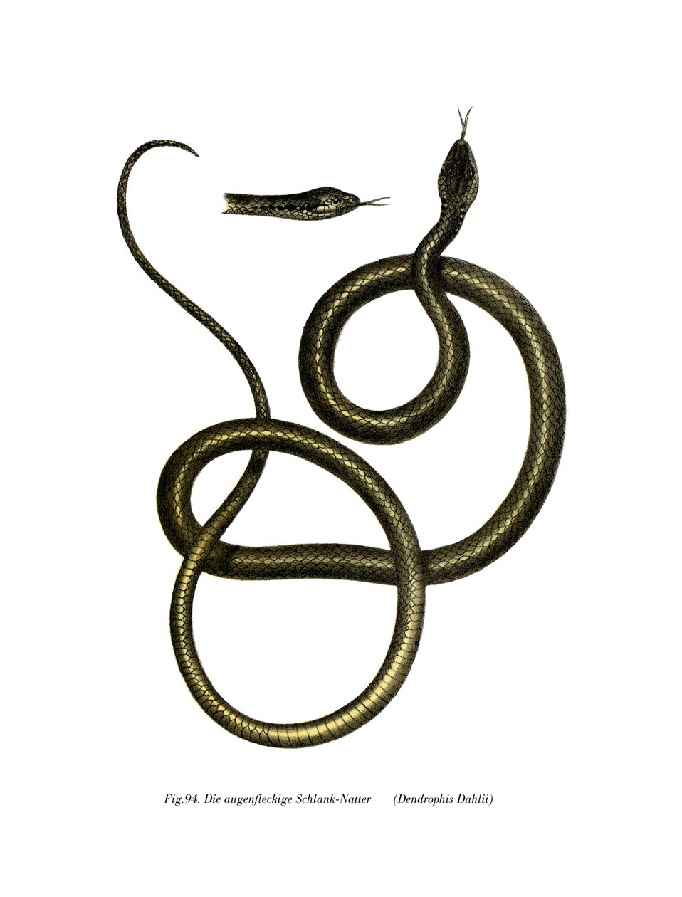 Serpente Ghamcheh da German School