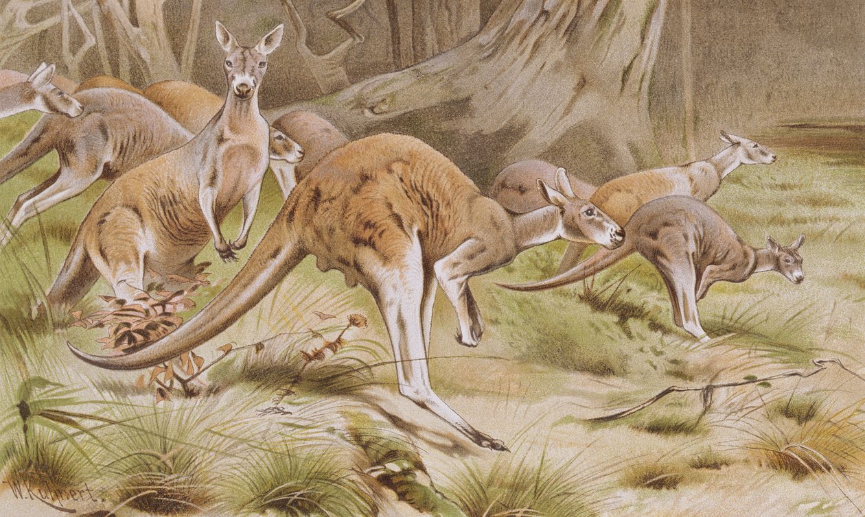 Canguro gigante, tavola da Brehms Tierleben: Allgemeine Kunde des Tierreichs, vol.3, p.635, pubblicato da Bibliographisches Institut, 1891 da German School