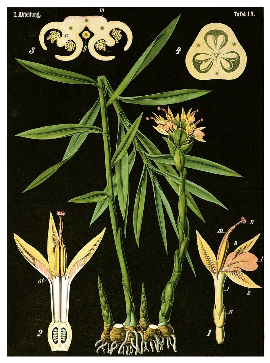 Zenzero (Zingiber officinale Roscoe) da German School
