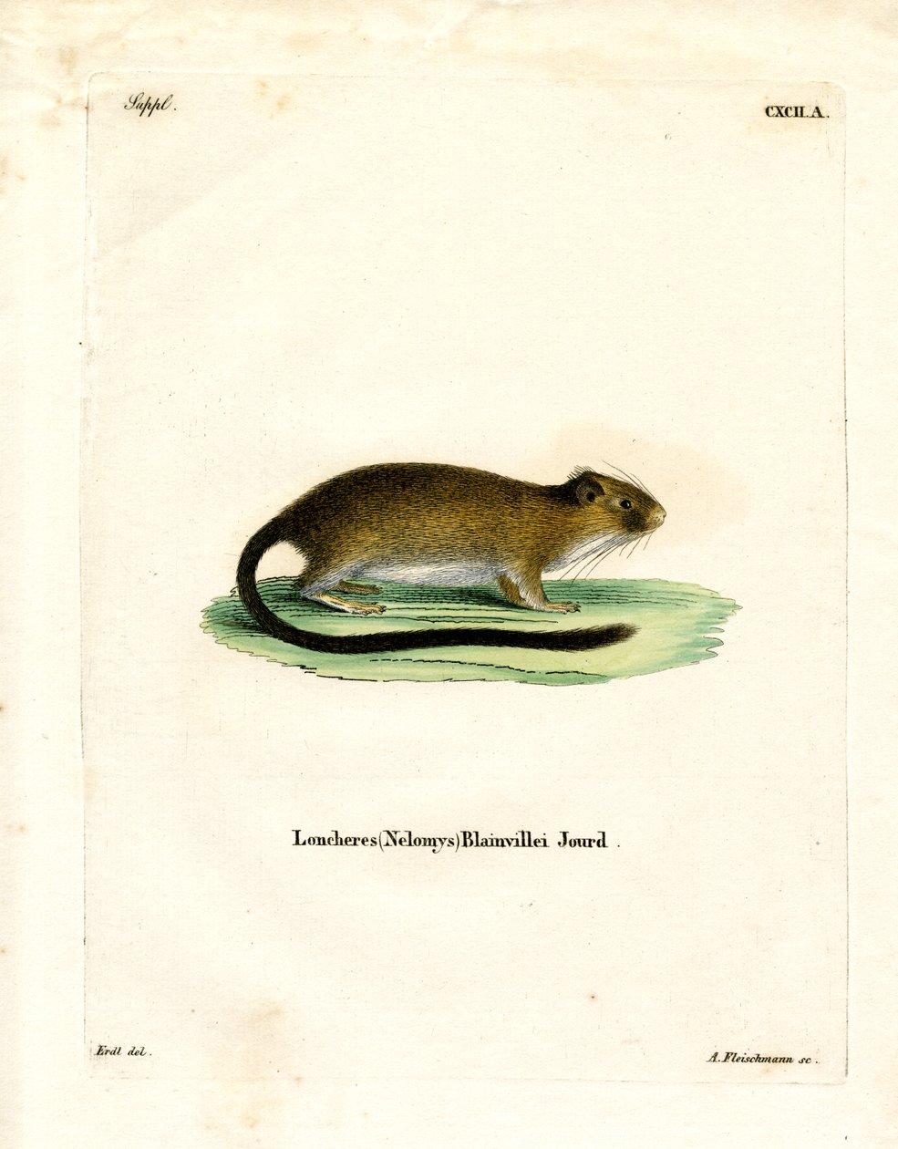 Ratto dorato dell