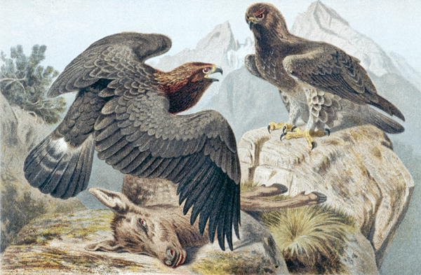 Aquila reale, tavola da "Brehms Tierleben: Allgemeine Kunde des Tierreichs" vol.6, p.266, pubblicato da Bibliographisches Institut da German School