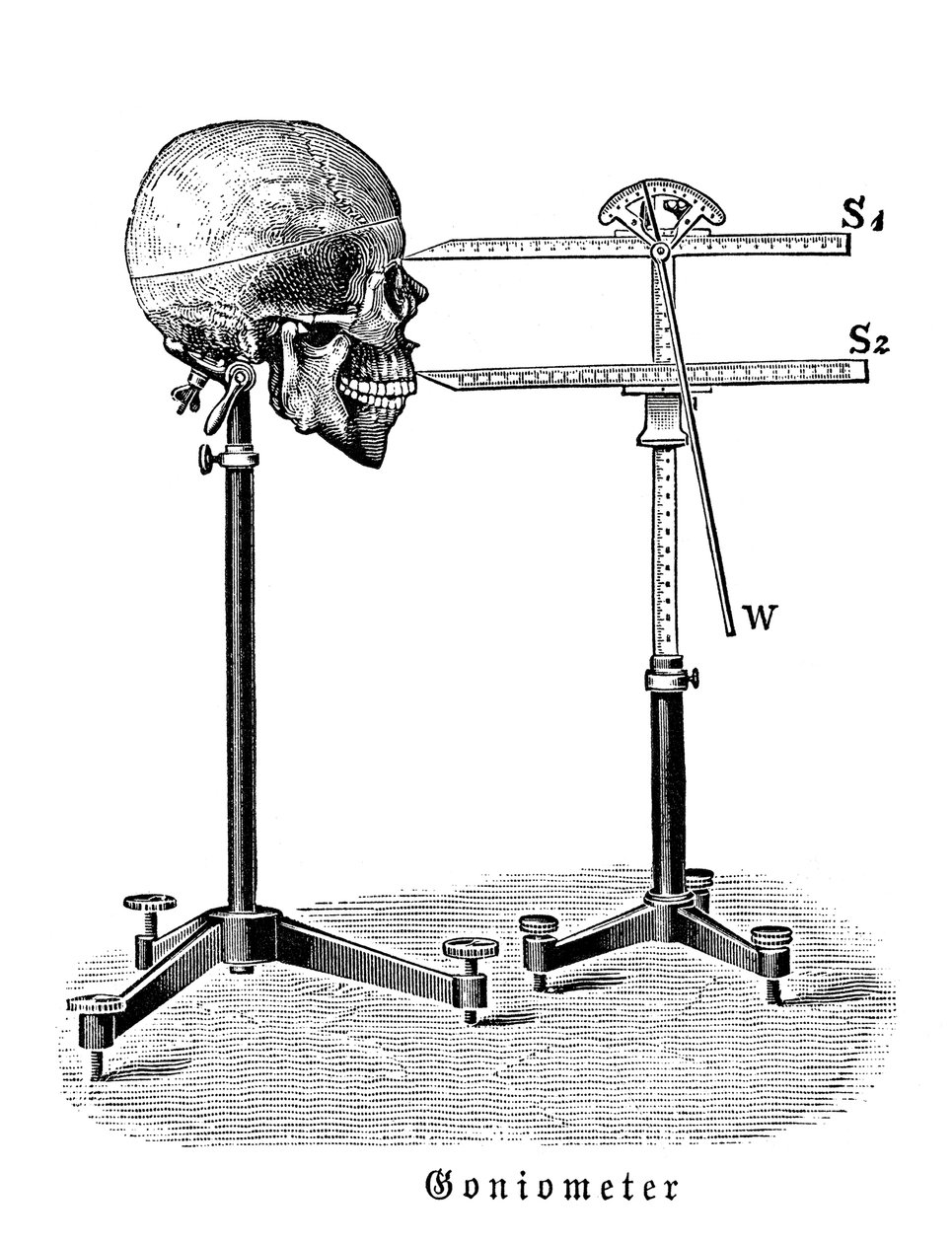 Goniometro che misura il cranio umano da German School