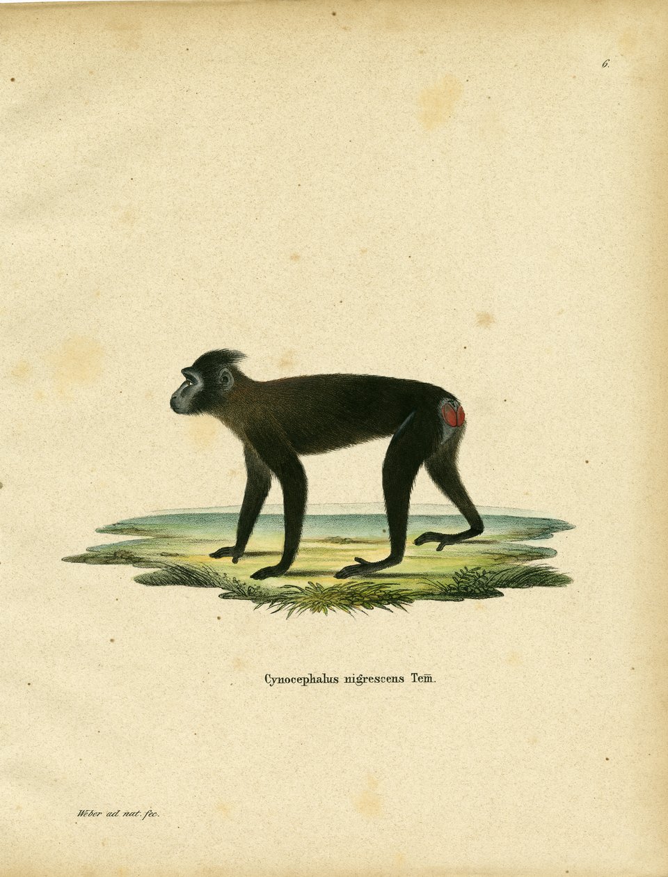 Macaco di Gorontalo da German School