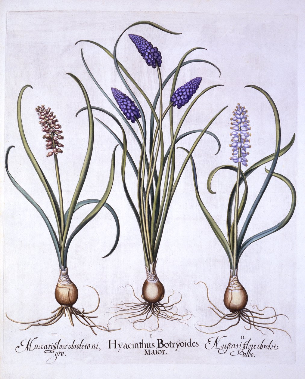 Giacinti d
