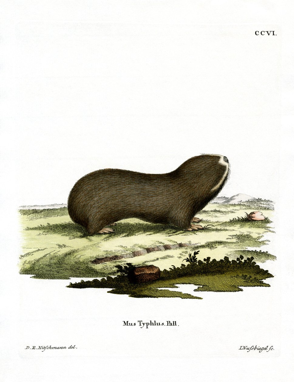 Ratto Talpa Maggiore da German School