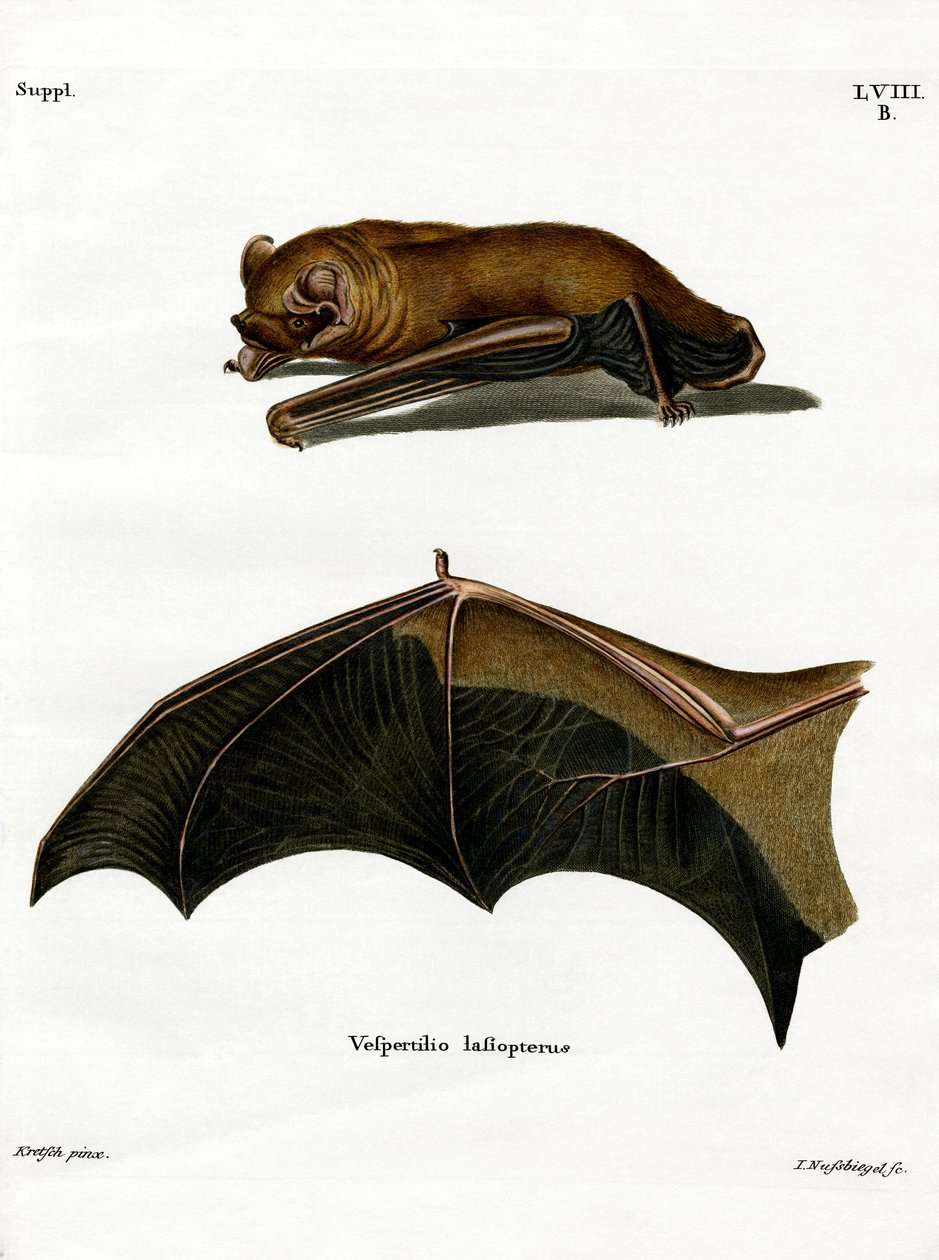 Pipistrello Notturno Maggiore da German School