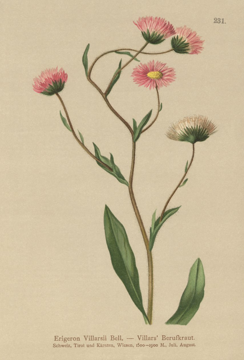 Erigeron greco da German School