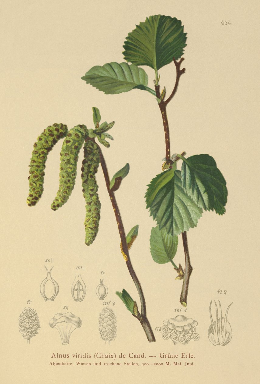 Alnus viridis da German School