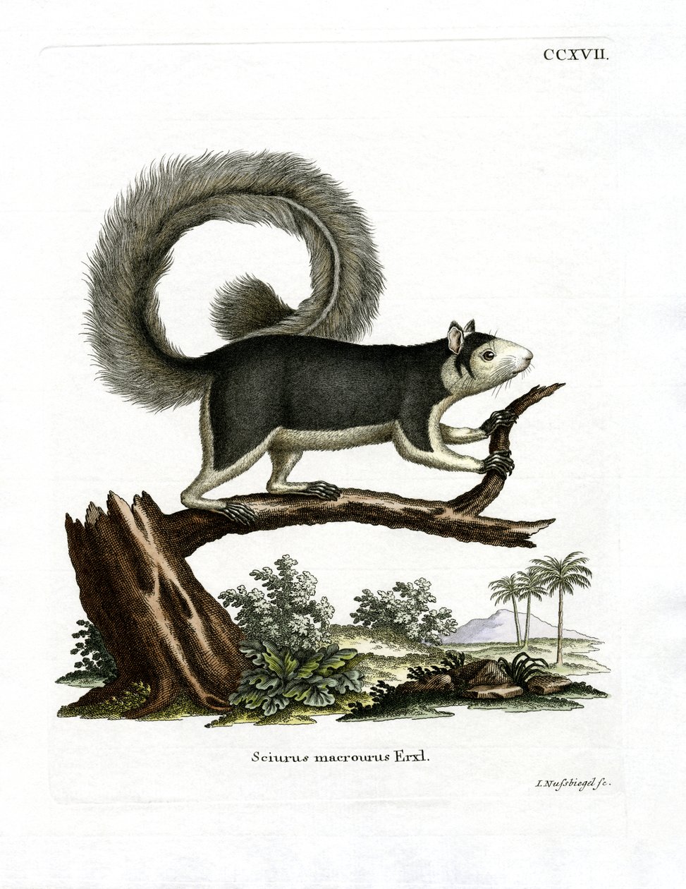 Scoiattolo gigante grigio da German School