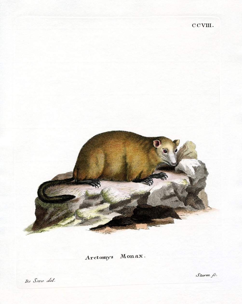 Marmotta da German School