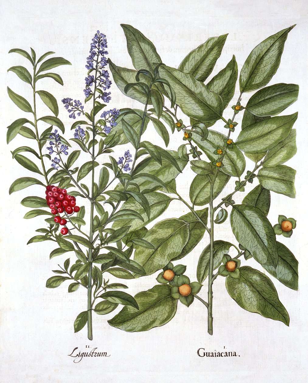 Guaiaco e ligustro cinese, da Hortus Eystettensis, di Basil Besler, pub. 1613 da German School