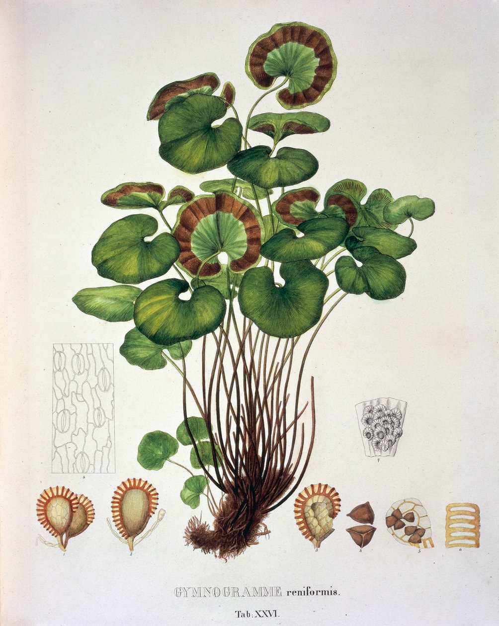 Gymnogramme Reniformis, tavola XXVI da 