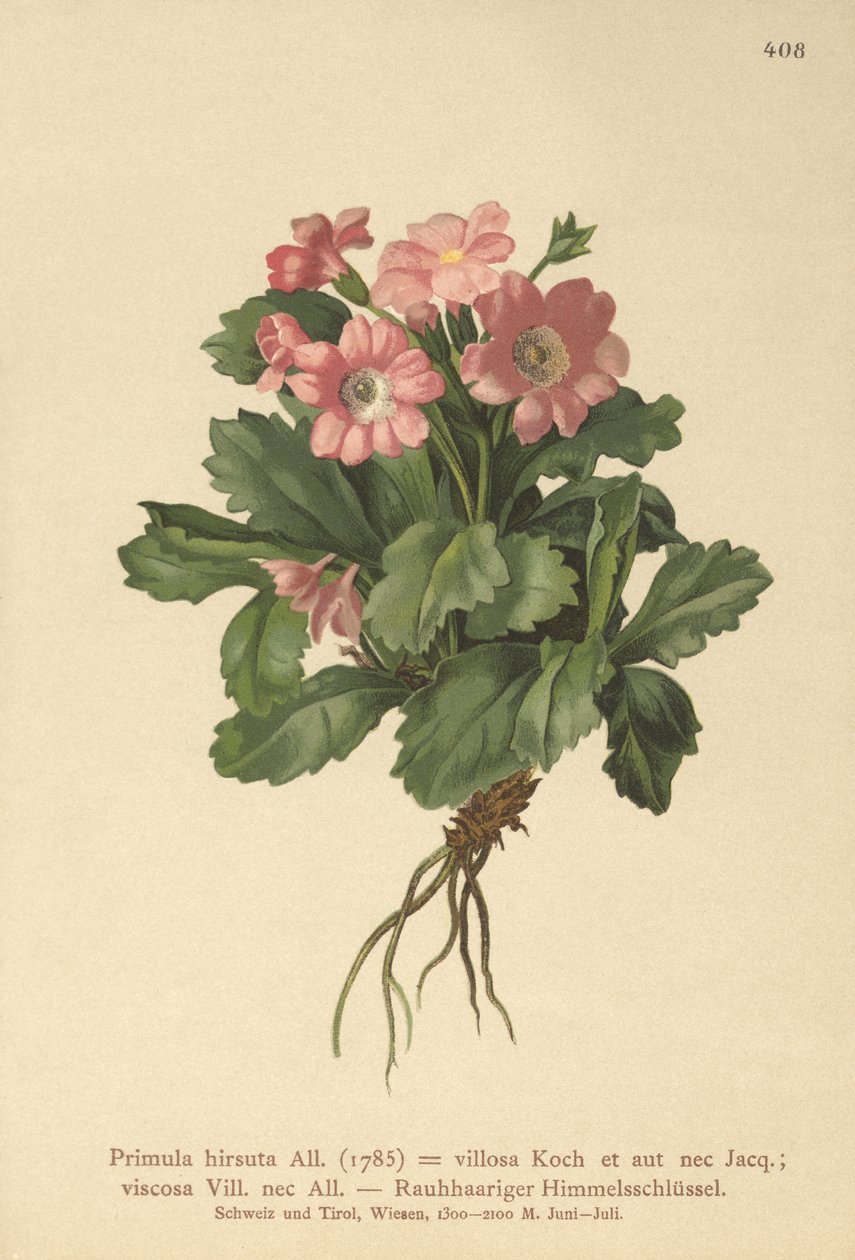 Primula pelosa (Primula hirsuta) da German School