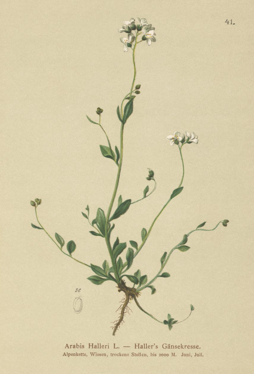 Arabetta di Haller (Arabis halleri) da German School