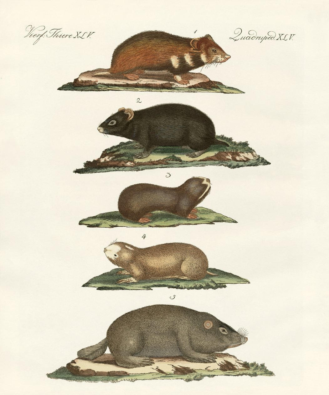 Criceti e arvicole da German School