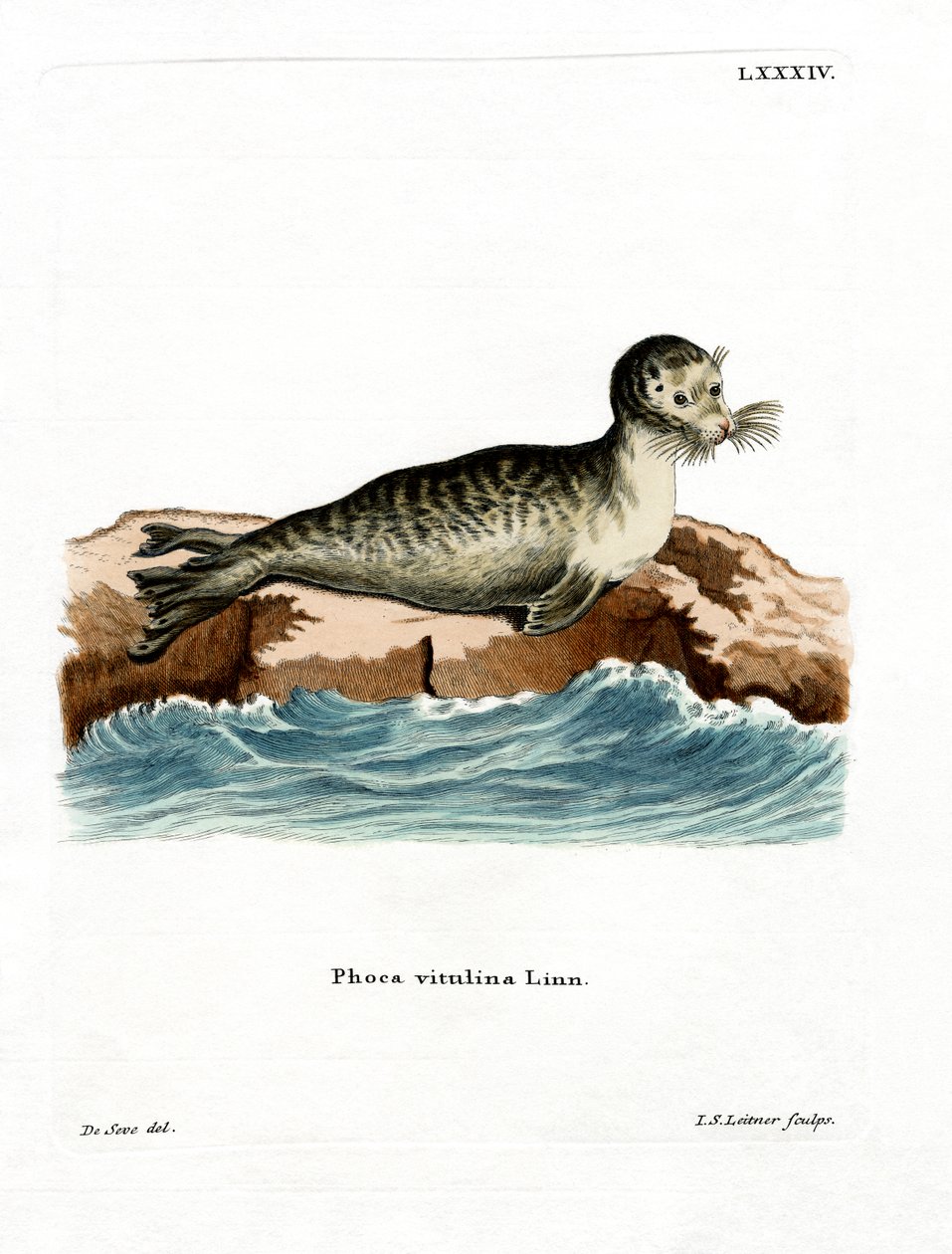 Foca comune da German School
