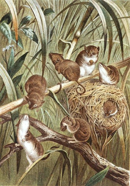 Topo di campagna, tavola da "Brehms Tierleben: Allgemeine Kunde des Tierreichs", vol.2, p.515, pubblicato da Bibliographisches Institut da German School