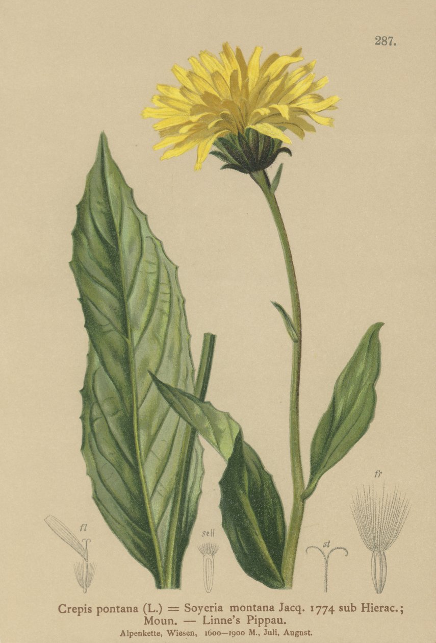Crepis (Crepis bocconi, Crepis pontana, Crepis montana, Hieracium montanum, Soyeria montana) da German School