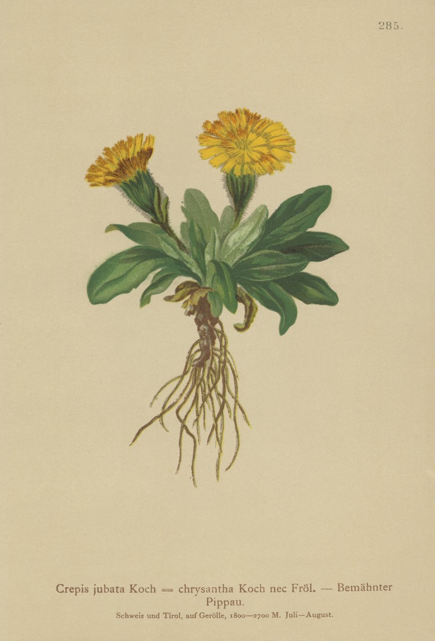 Crepis (Crepis jubata, Crepis rhaetica) da German School