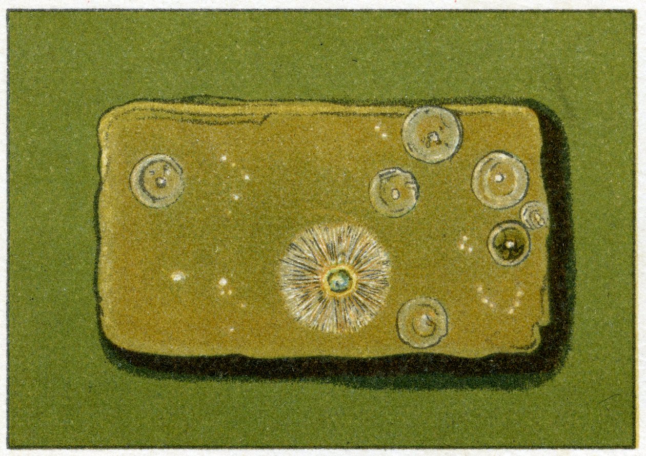 Livelli sani di batteri nell