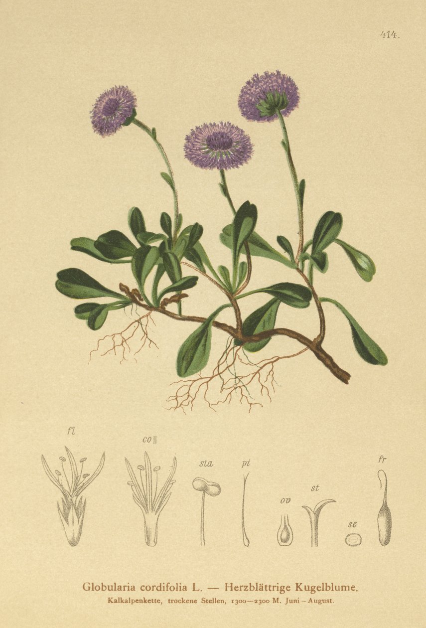 Globularia cordifolia (Globularia cordifolia) da German School
