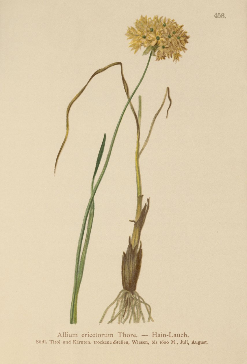 Allium ericetorum, Allium ambiguum, Allium graminifolium da German School