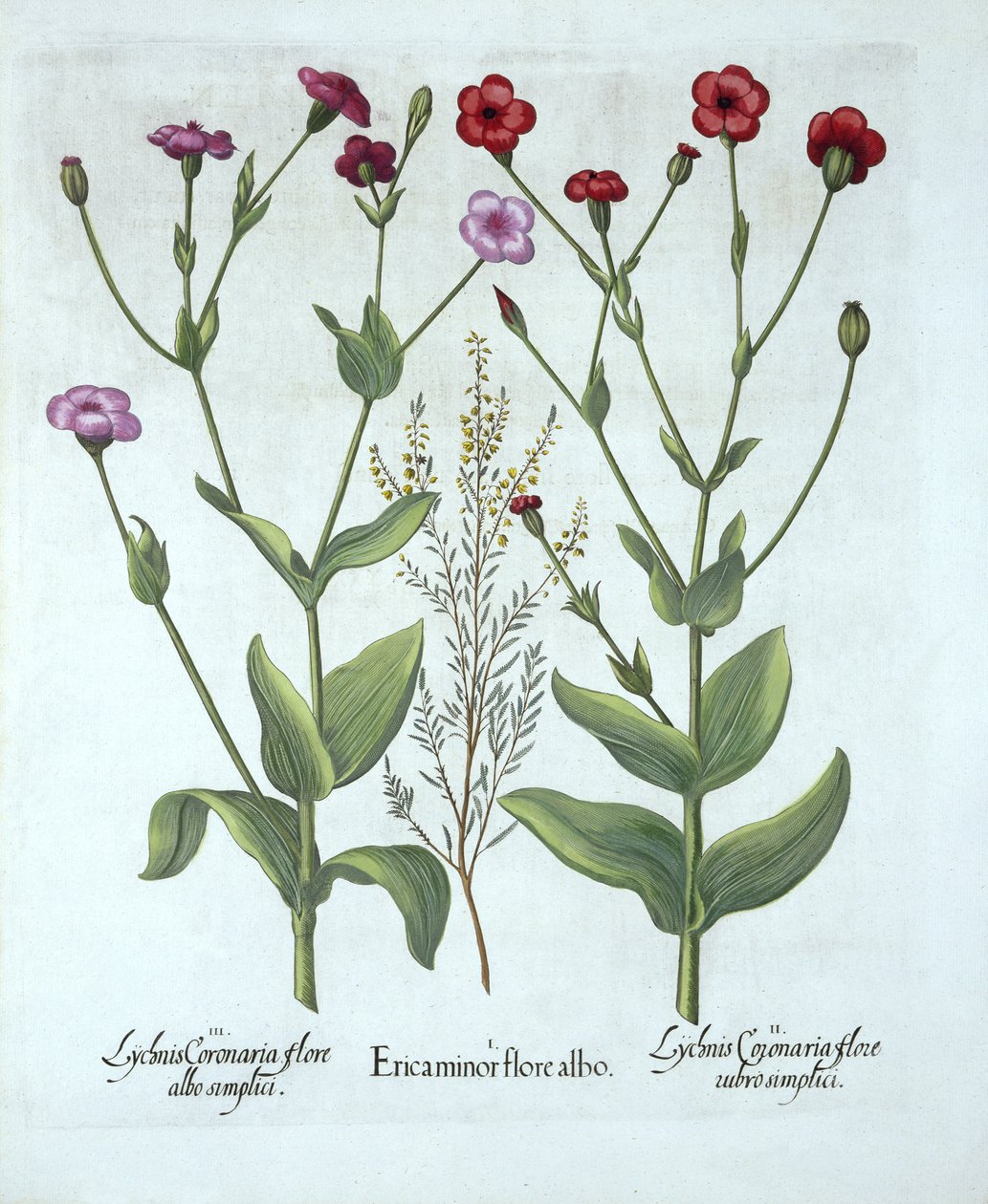 Erica e due tipi di lychnis, da Hortus Eystettensis, di Basil Besler, pub. 1613 da German School