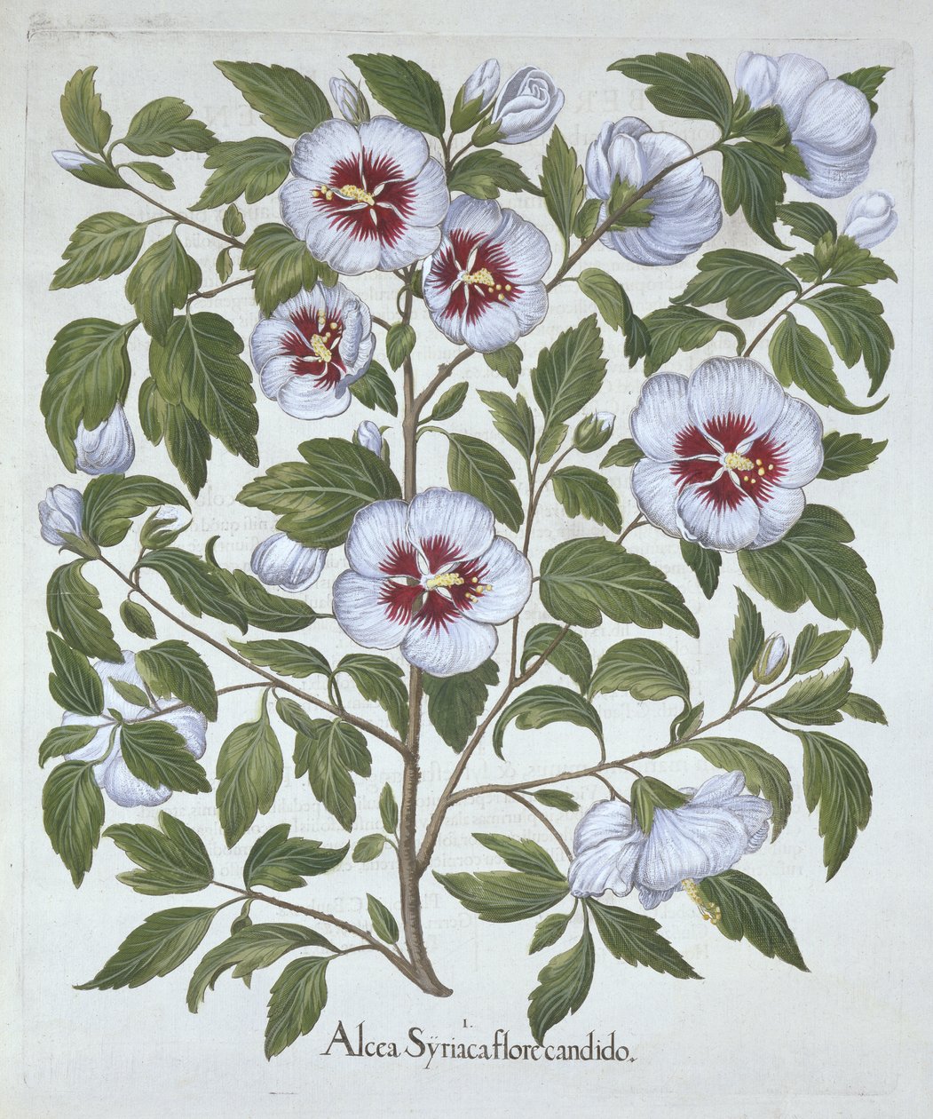 Hibiscus syriacus, da Hortus Eystettensis, di Basil Besler, pub. 1613 da German School