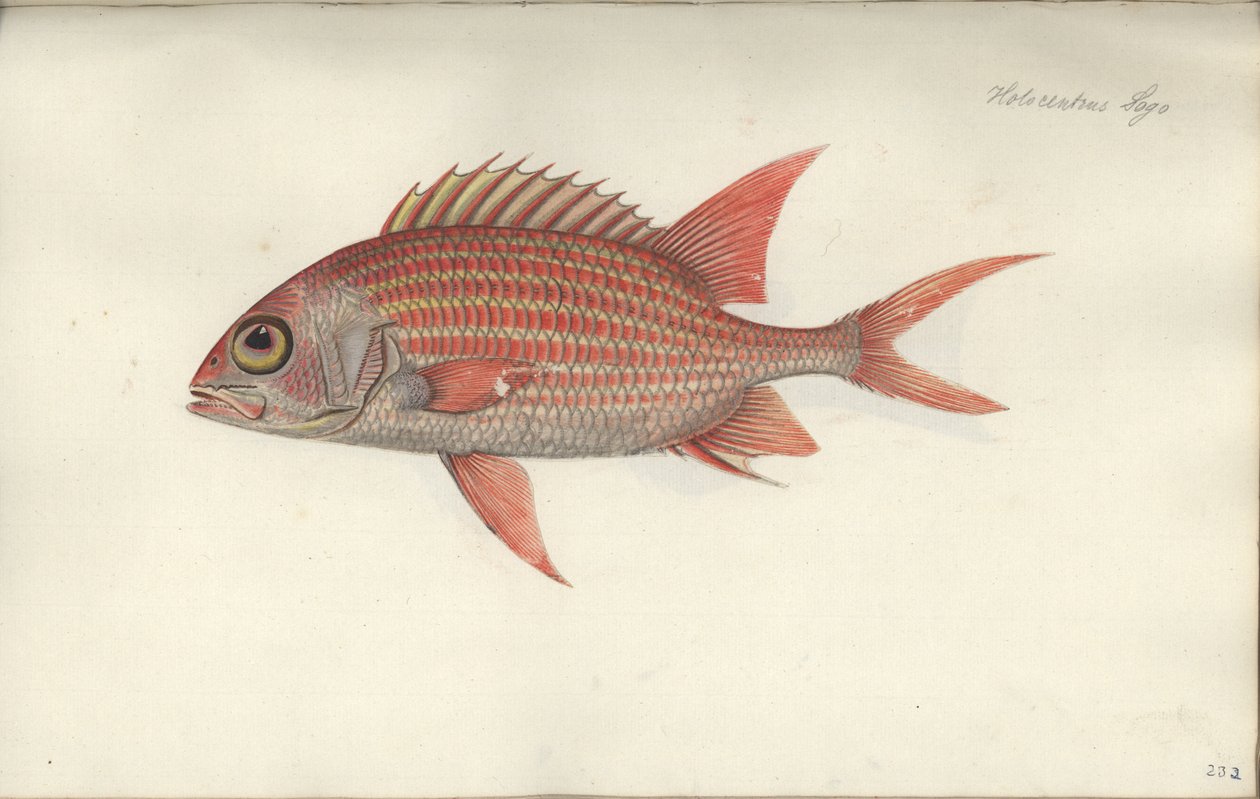 Holocentrus ascensionis, prima del 1790 da German School