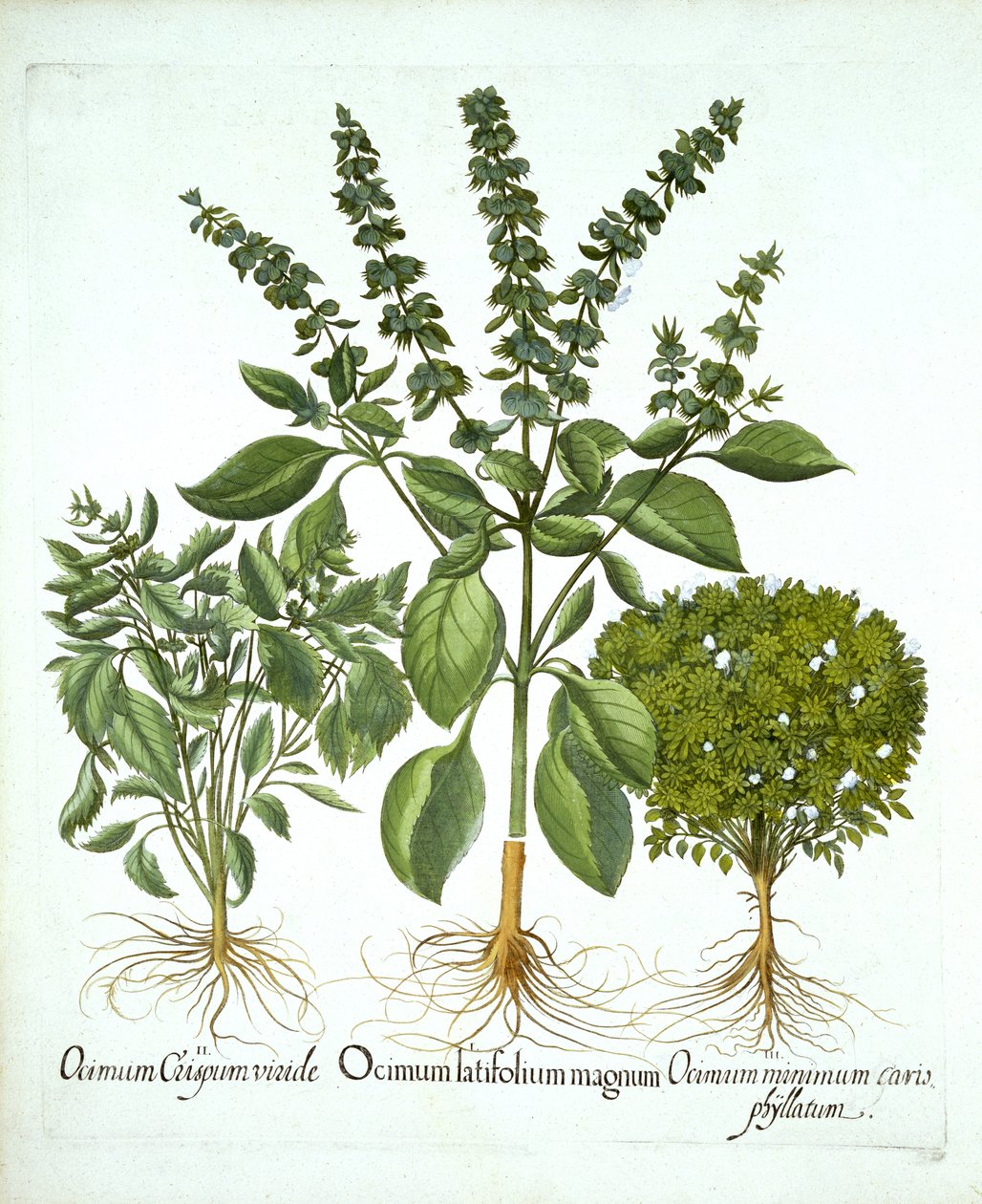 Basilico sacro e altre due varietà di basilico, da "Hortus Eystettensis", di Basil Besler da German School
