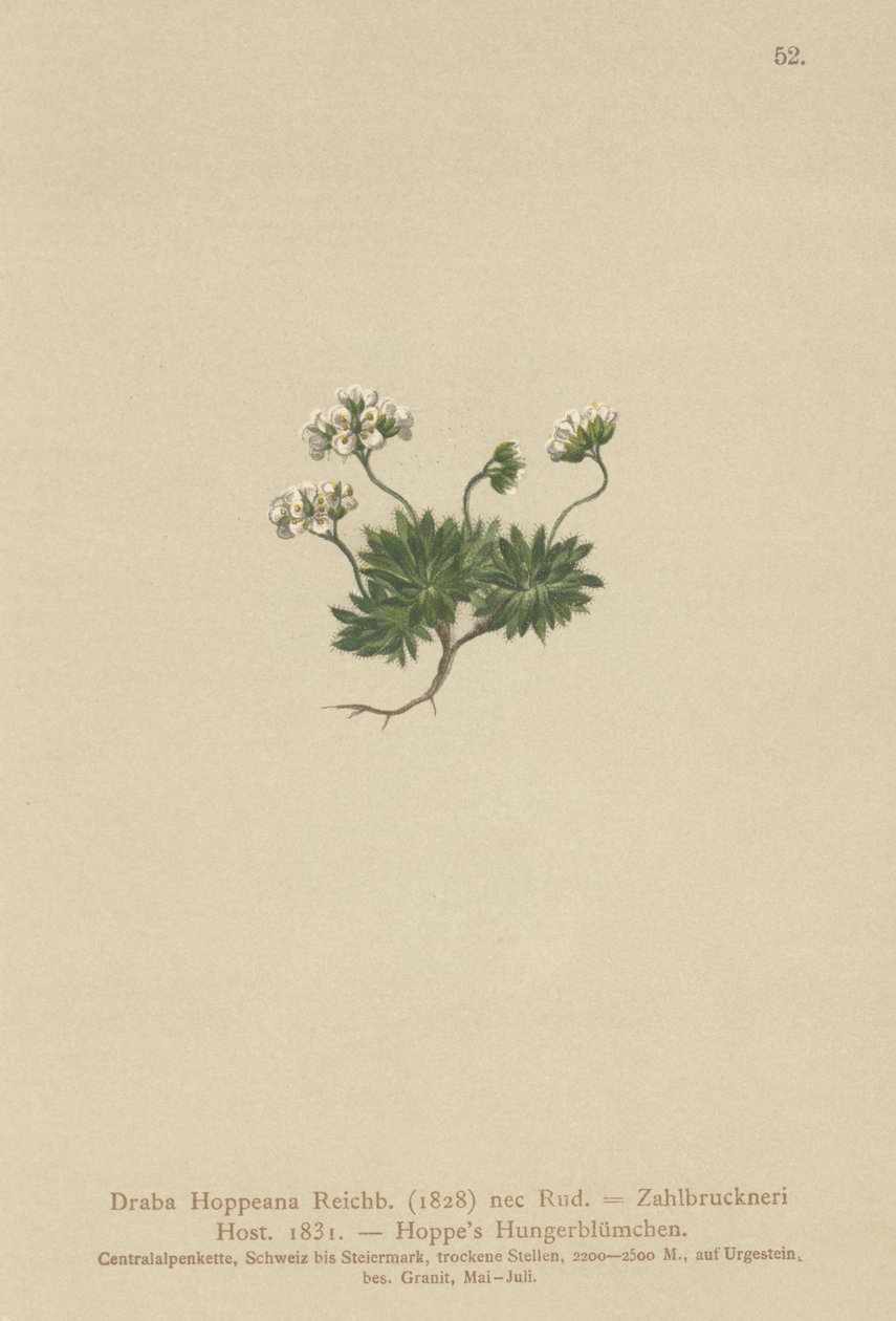 Draba di Hoppe (Draba hoppeana, Draba zahlbruckneri) da German School