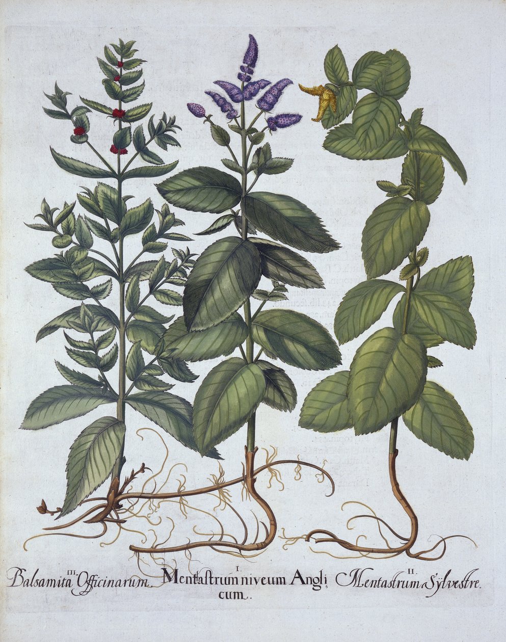 Menta cavallina e menta verde, da Hortus Eystettensis, di Basil Besler, pub. 1613 da German School