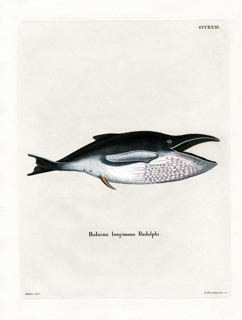Balena megattera da German School