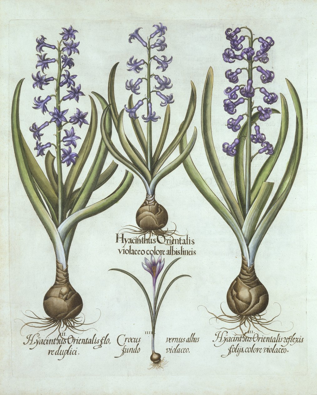 Giacinti e croco autunnale, da Hortus Eystettensis, di Basil Besler, pub. 1613 da German School
