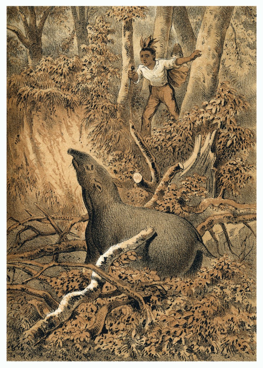 Illustrazione, caccia indiana al tapiro nella foresta amazzonica. In "De Bootslieden der Amazon-River", Karl Muller, Paesi Bassi da German School