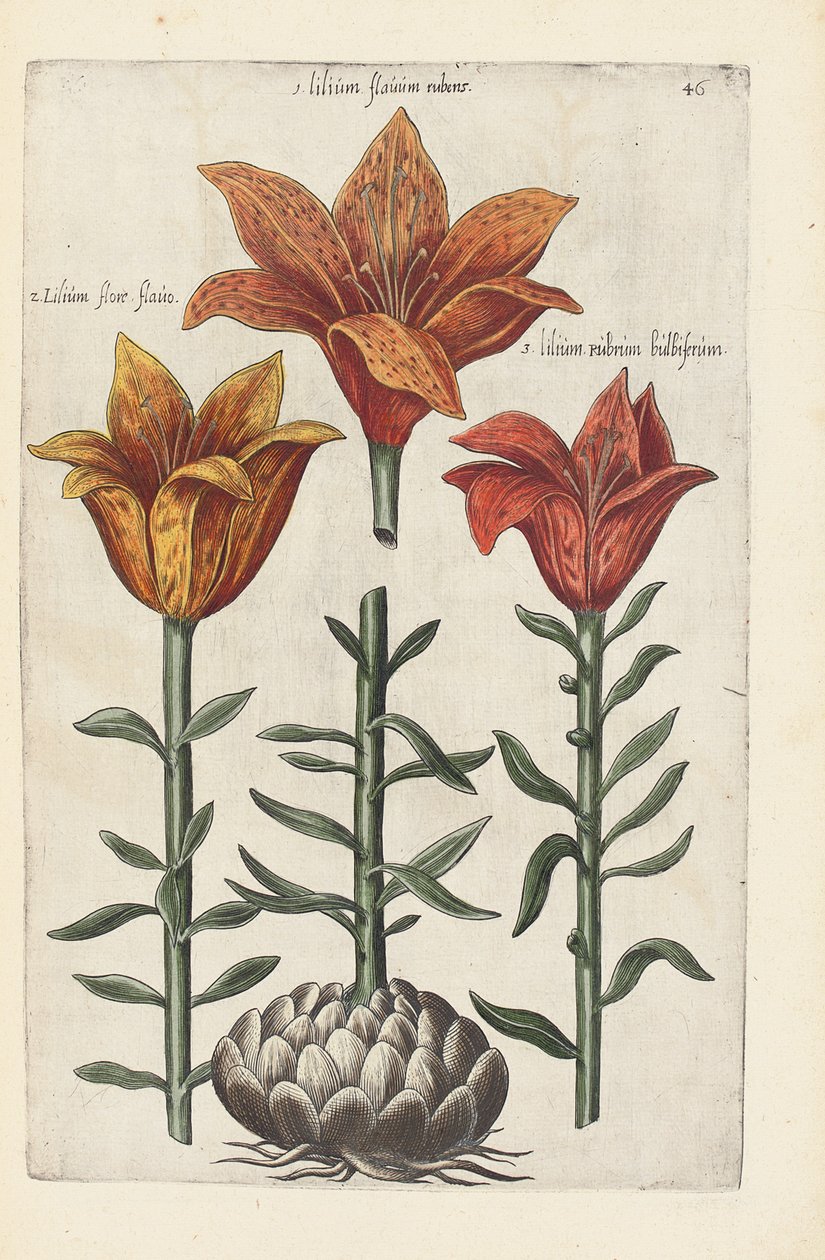 Illustrazione da "Florilegium ... tractans de variis floribus et aliis indicis plantis as vivum delineatum in duabus partis et quatuor linguis concinnatum" di Emanuel Sweert, 1612-14 da German School