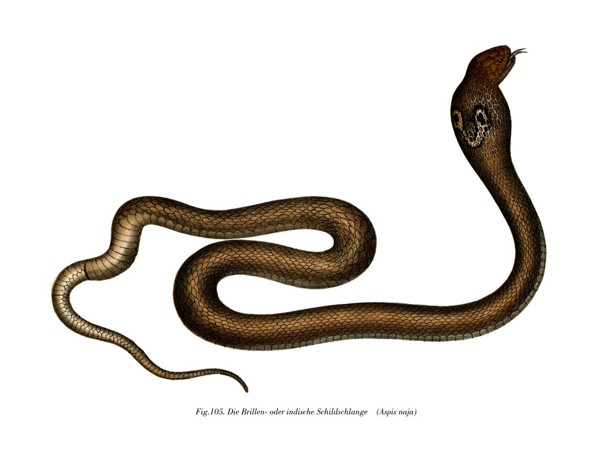 Cobra indiano da German School